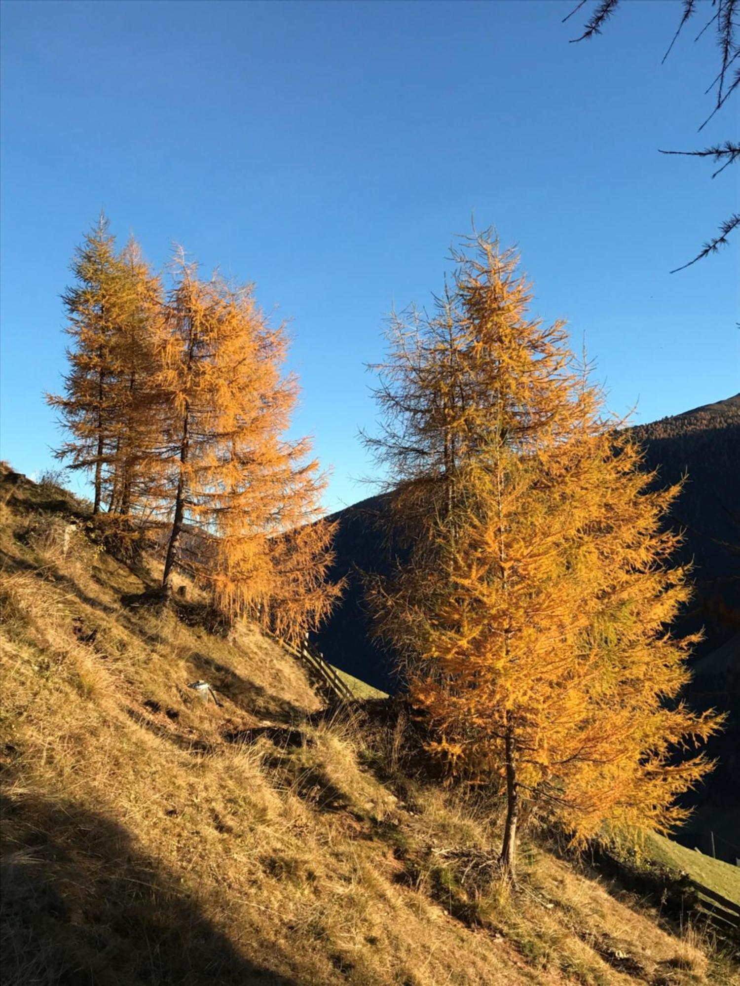 Appartement Stauden Innervillgraten Esterno foto