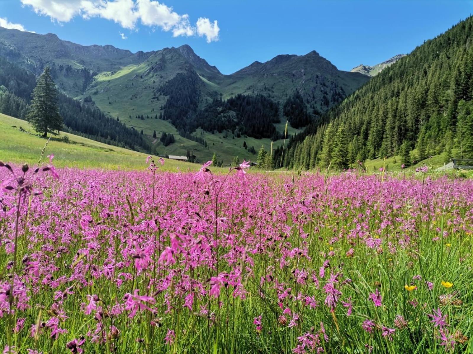 Appartement Stauden Innervillgraten Esterno foto